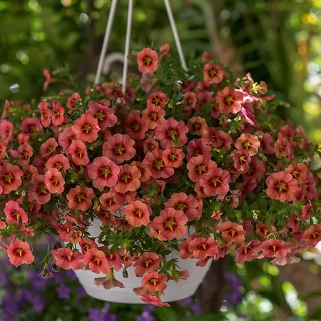 Apartman Mare Trogir